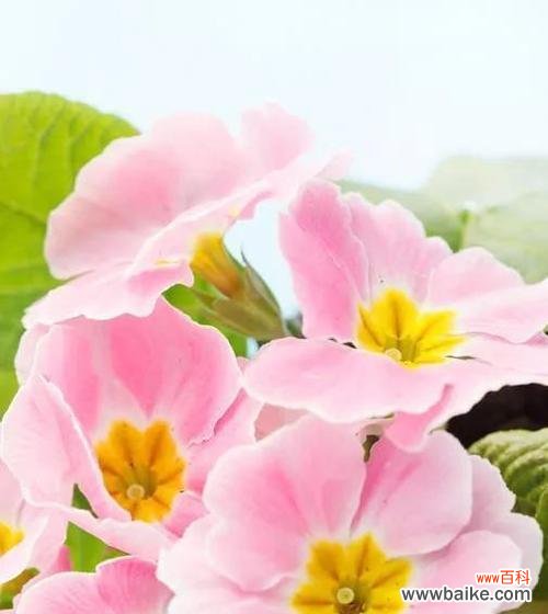 探寻樱花草的花语与文化内涵 樱花草的花语