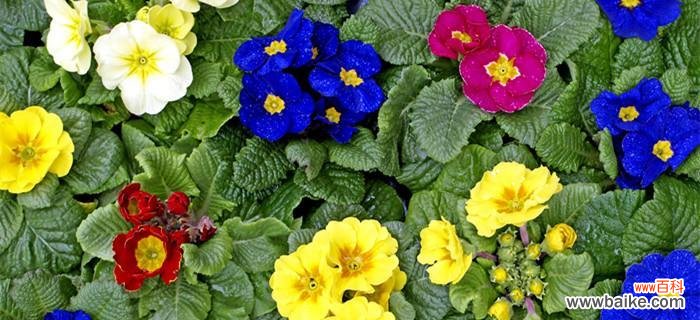 探寻樱花草的花语与文化内涵 樱花草的花语