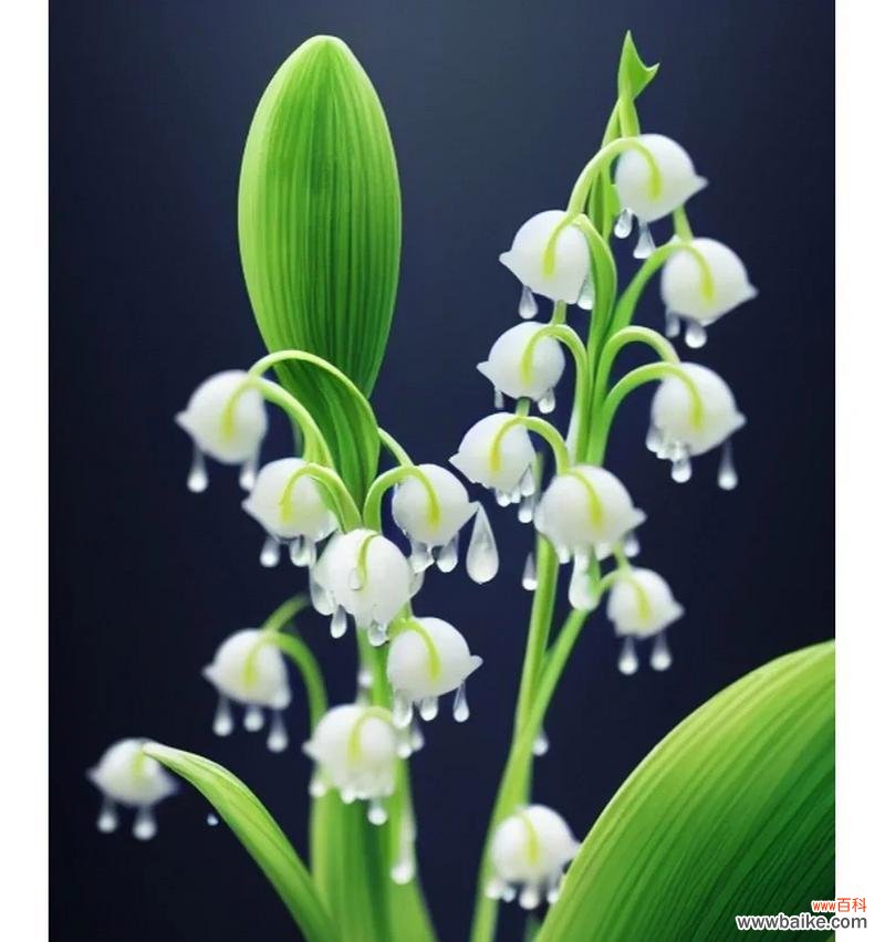 探究铃兰花的花语及其象征意义，了解这种花朵的背后含义 铃兰花的花语与含义