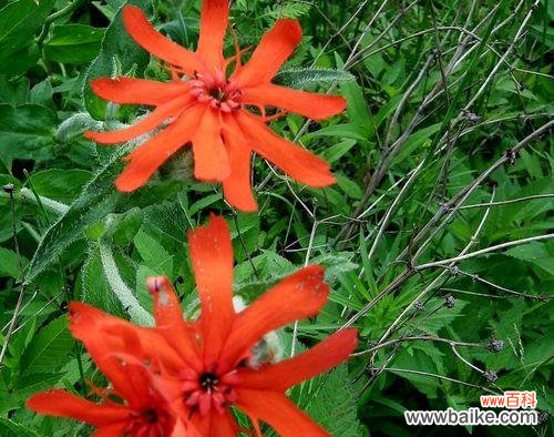 秋之清晰，花间飘逸，淡雅生香 剪秋萝，花开淡雅