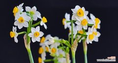 探寻水仙花的真正花语 水仙花——清新脱俗的生命之花