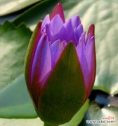 探究每种颜色的花卉文化象征 不同颜色睡莲的花语和寓意