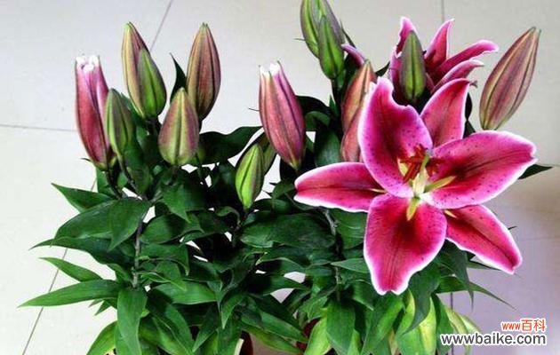 探究百合花的花语和寓意 百合花的含义与象征