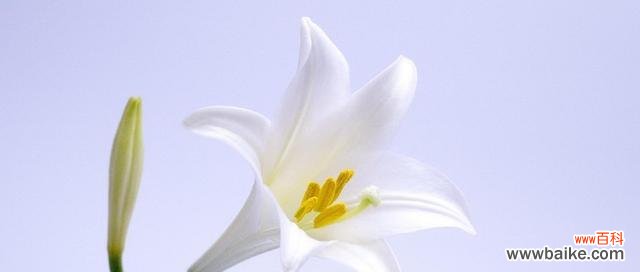 探究百合花的花语和寓意 百合花的含义与象征