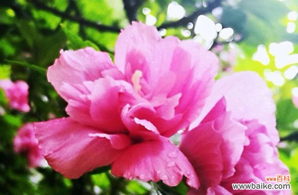 探究木槿花语与神话传说 传说与花语——木槿的文化内涵