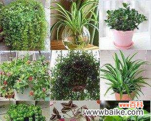 绿萝 绿萝的花语与寓意——带给你平静与繁荣