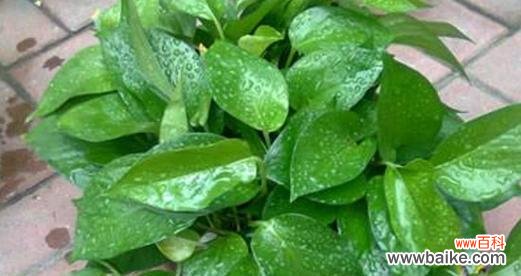 绿萝的花语及其神秘的背后故事 绿萝的花语——带来好运和幸福的象征