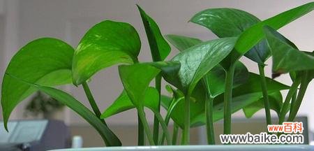 探寻绿萝的花语 绿萝花语