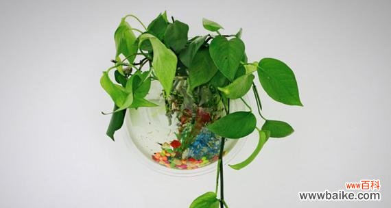 绿萝的五种寓意和养护技巧 绿萝的花语