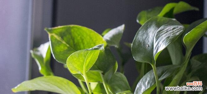 绿萝花语的深层内涵与美好寓意 绿萝花语的象征与寓意