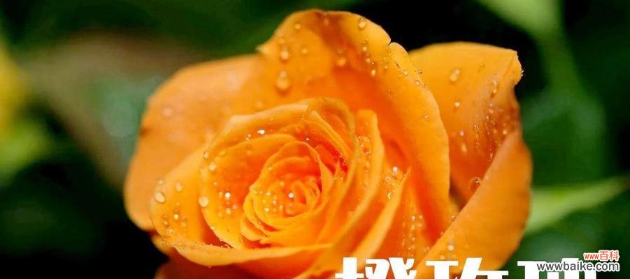 探寻绿玫瑰的花语 绿玫瑰的花语