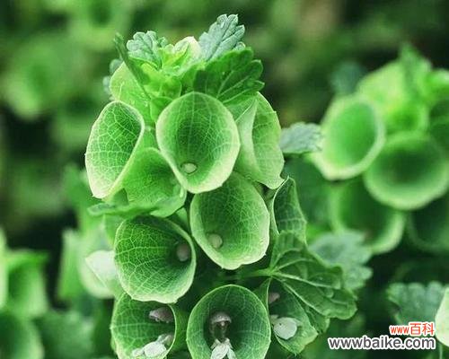 探寻绿玫瑰所代表的心情和寓意 绿玫瑰花语传递出的深意与祝福