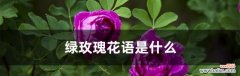 揭开绿玫瑰的神秘面纱 绿玫瑰的花语揭示了什么