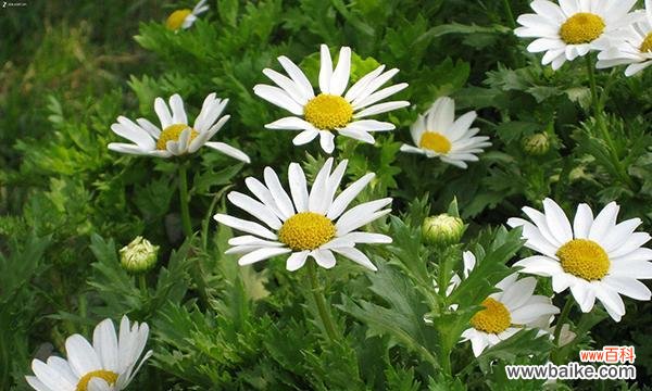 探寻绿色雏菊的深意 绿色雏菊的花语和寓意