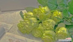 探索绿色玫瑰的深意 绿色玫瑰的花语与寓意——自然与希望的象征