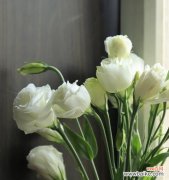 洋桔梗花语的象征意义与赋予人生的启示 绿色洋桔梗之花语——生命的希望