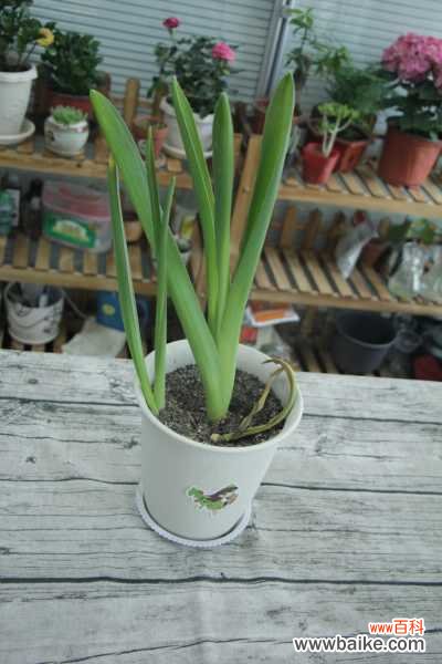 风信子放在家里面有坏处吗，家中养护的注意事项