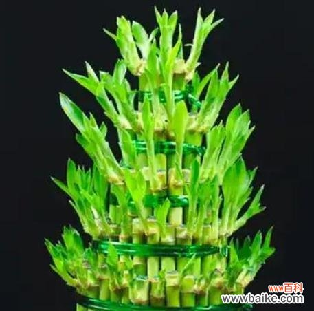 乔迁新居适合送什么植物？哪种植物作为乔迁礼物最合适？