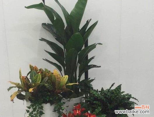 组合盆栽活物有何特别含义？