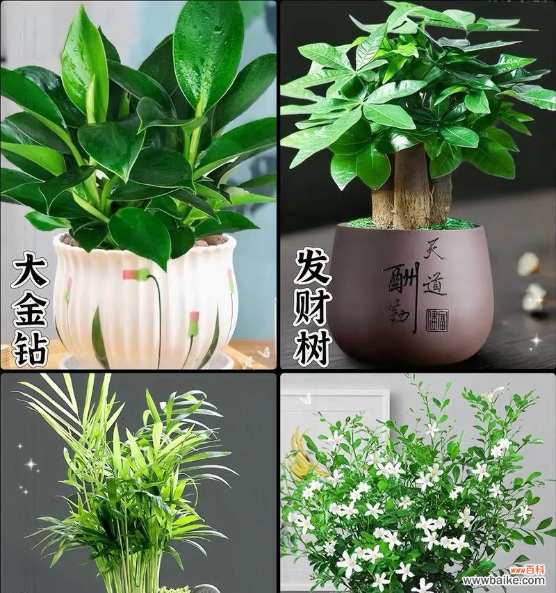 组合盆栽活物有何特别含义？