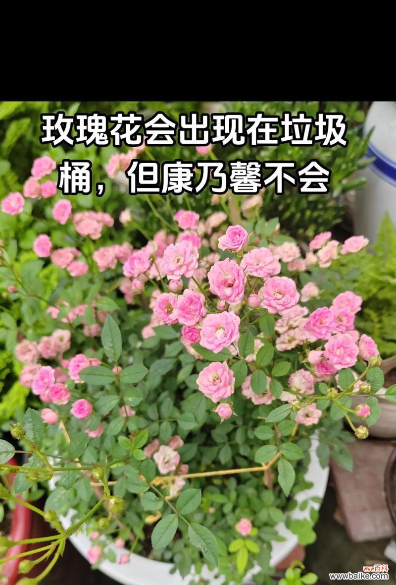 玫瑰花终归会凋落吗？其象征意义是什么？