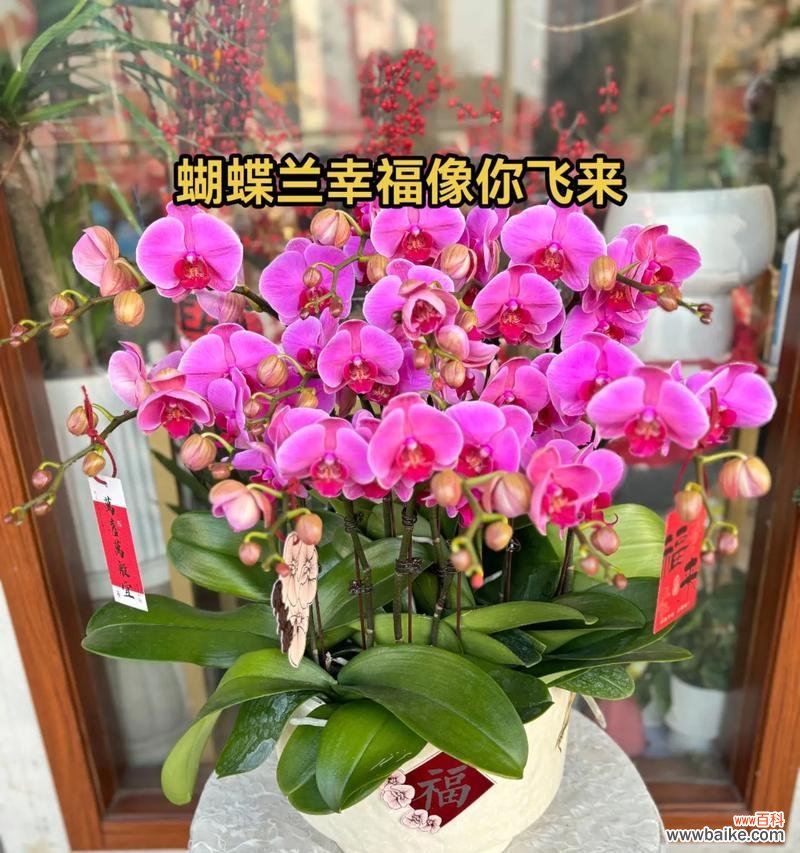 蝴蝶兰在花卉中代表什么？它有何特别之处？