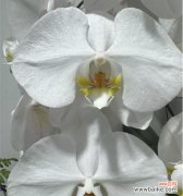 蝴蝶兰在花卉中代表什么？它有何特别之处？