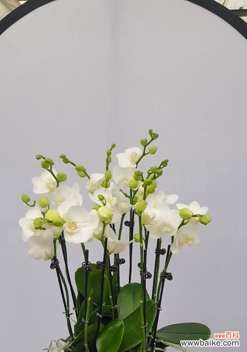 蝴蝶兰在花卉中代表什么？它有何特别之处？