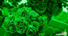 蝶花的花语是什么？它在花卉语言中传达了哪些情感？