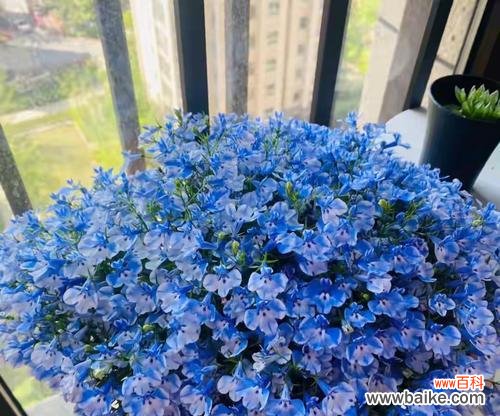 蝶花的花语是什么？它在花卉语言中传达了哪些情感？