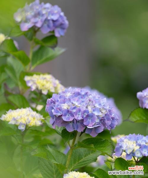 男生送绣球盆栽的含义是什么？情感表达的特殊方式？