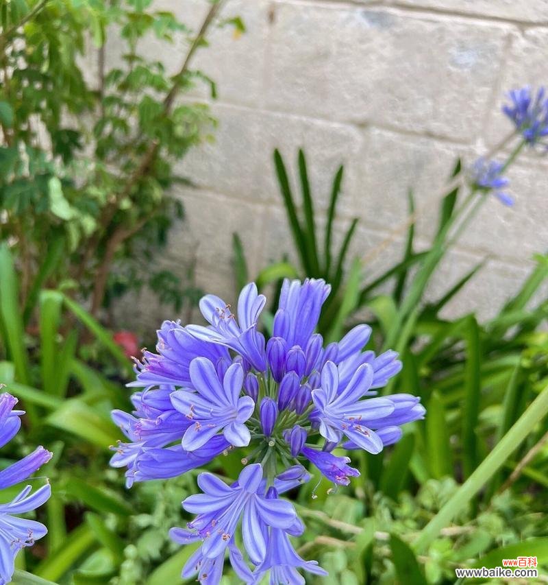 赖子百合在网络用语中代表什么？