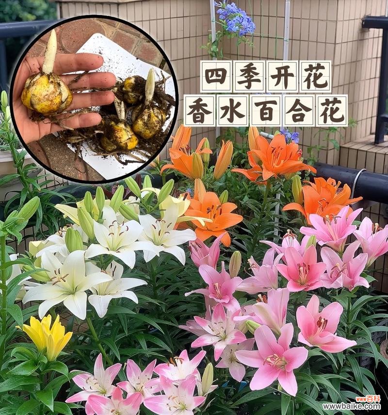 百合花中的香水象征着什么？