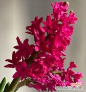 了解风信子的花语，让你更懂得爱的表达 粉红色风信子的花语