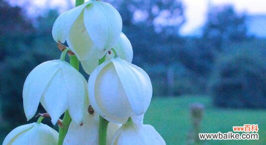 传递魅力与祝福，赏析凤尾兰的花语之美 凤尾兰的花语