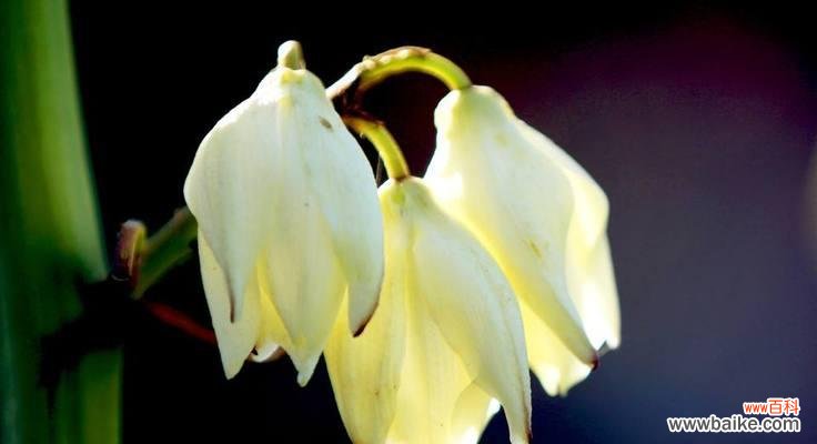 传递魅力与祝福，赏析凤尾兰的花语之美 凤尾兰的花语