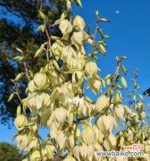 传递魅力与祝福，赏析凤尾兰的花语之美 凤尾兰的花语