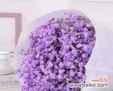 探究紫色满天星花语的涵义和象征 寓意深刻的紫色满天星花语