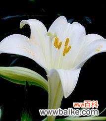 寄托纯洁与祝福的花语 白色百合花语