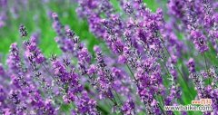 探究薰衣草花语的象征意义 薰衣草花语的深层含义