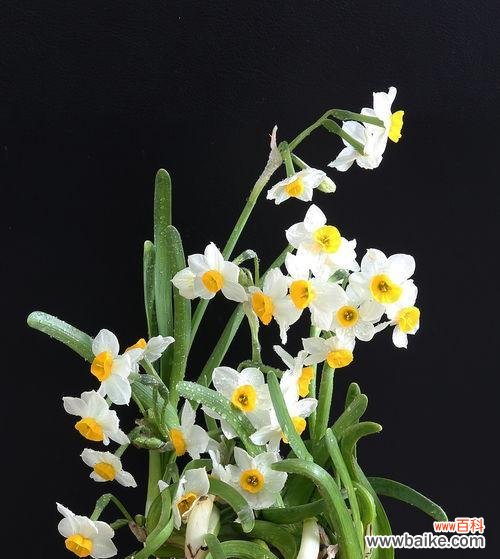 洁白、纯真、尊贵 纯白水仙花的花语