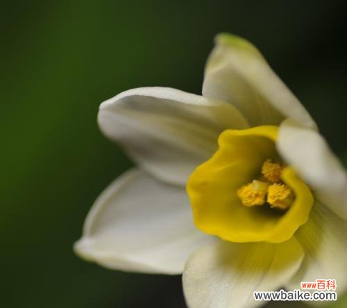 洁白、纯真、尊贵 纯白水仙花的花语