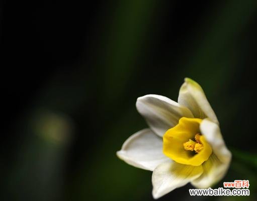 洁白、纯真、尊贵 纯白水仙花的花语