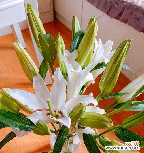 探究百合花在文化中的深刻含义 白色百合花的花语