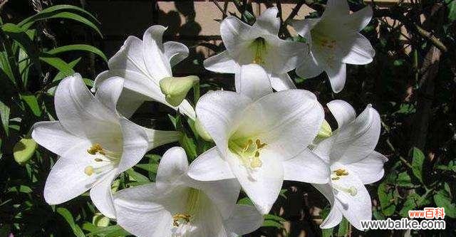 探究百合花在文化中的深刻含义 白色百合花的花语