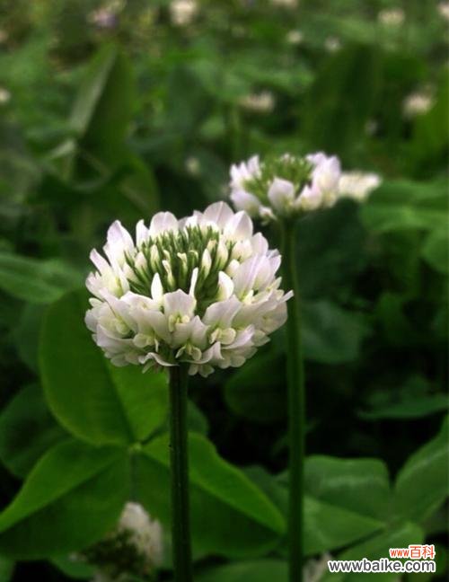 探究这种小草所代表的情感与寓意 三叶草花语的含义