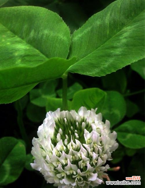 探究这种小草所代表的情感与寓意 三叶草花语的含义