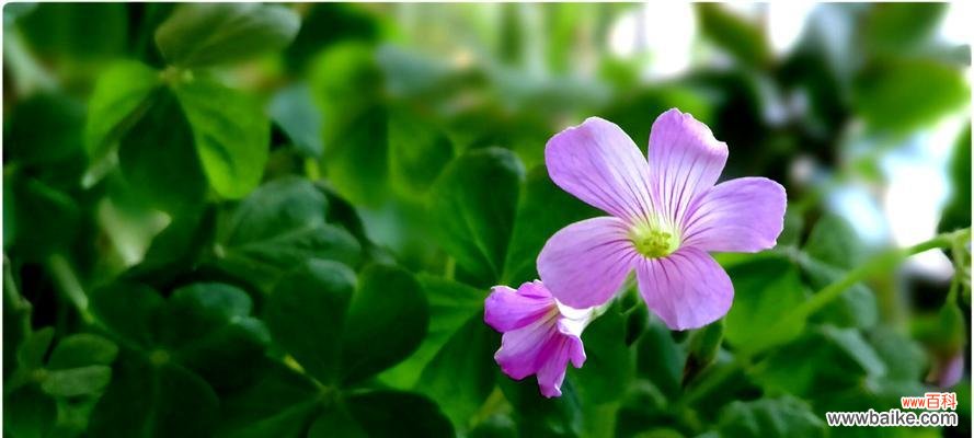 探究这种小草所代表的情感与寓意 三叶草花语的含义