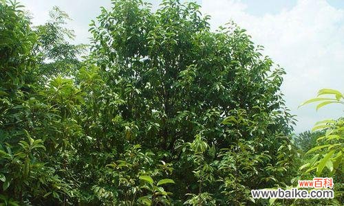 探索深山里的花之密码 深山含笑花语