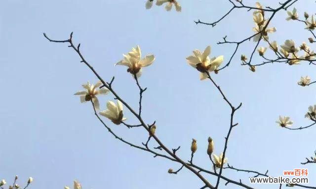 探索深山里的花之密码 深山含笑花语